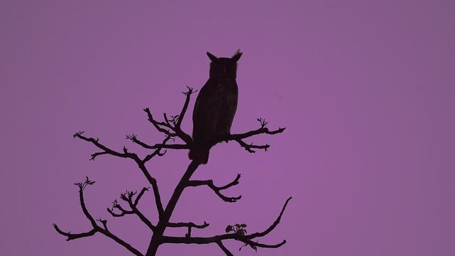 Silhouette of Spot-bellied eagle-owl (Bubo nipalensis) perching on a bare branch and calling against a purple twilight sky