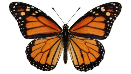 Obraz premium Monarch butterfly with orange black and white wings, isolated on transparent background