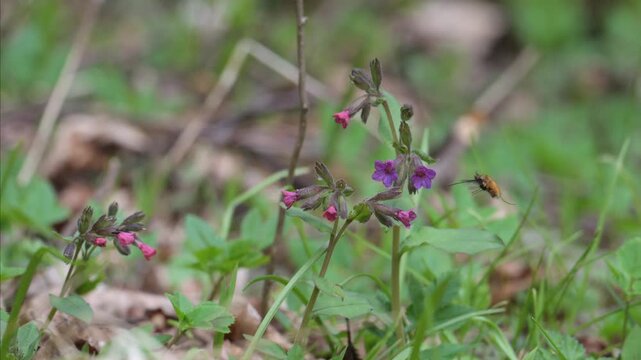 large, or dark-edged, or greater bee-fly (Bombylius major) feeding and pollinating purple flowers 120fps