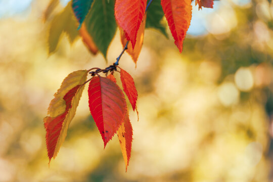 Red and orange cherry leaves hang from a slender branch against a luminous golden autumn background with soft bokeh.