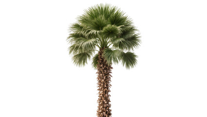 Obraz premium Tall palm tree with green fronds and textured brown trunk, isolated on transparent background
