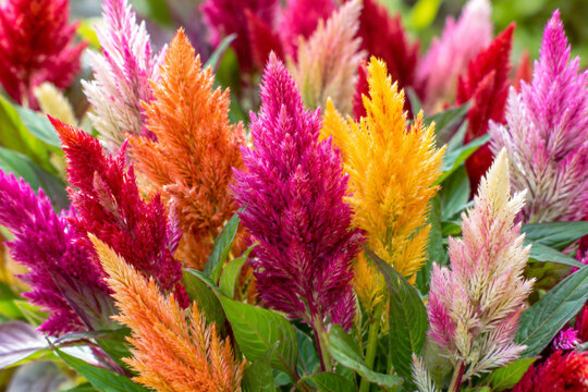 Bunte Celosia Federb&uuml;sche in Nahaufnahme
