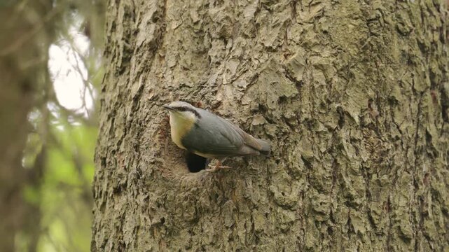 Eurasian or wood nuthatch (Sitta europaea) bird feeding chicks in nest hole