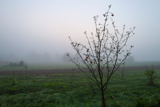 A young apple tree with a few red apples stands in the middle of a field enveloped in thick morning fog. Soft dawn light barely breaks through the misty haze, creating a mysterious and calm atmosphere