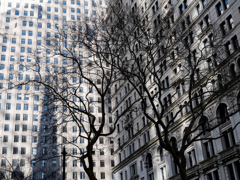 Low-angle view of bare winter tree branches silhouetted against classical stone building facades with rows of windows and ornate detailing in Lower Manhattan. 