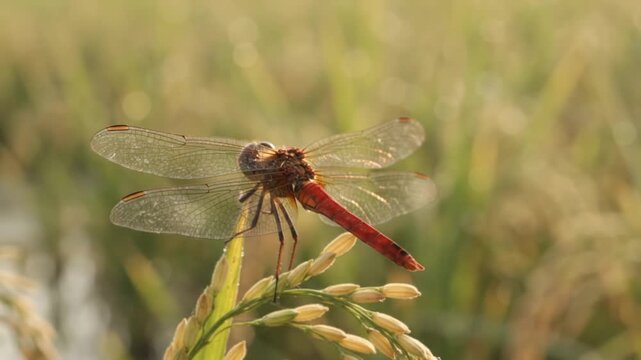 Red dragonfly perched on ripe rice panicle in golden paddy field at sunrise, morning dew, tropical agriculture Indonesia