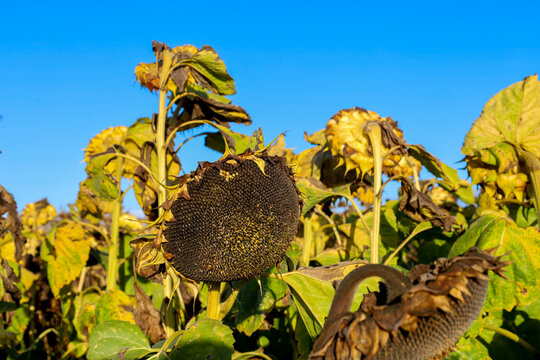 Ripe sunflowers stand in a vast agricultural field under a clear blue sky. Heavy seed heads bend down under the warm sunlight, awaiting the autumn harvest. This golden farmland demonstrates nature abu