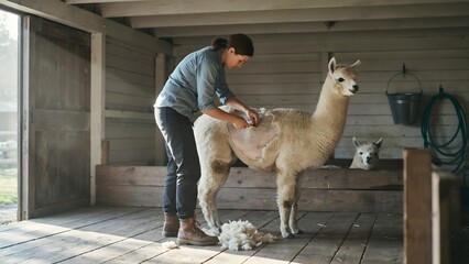 Fototapeta premium Woman Cleaning and Caring for Alpaca in Wooden Farm Shelter Interior