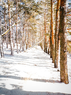 Bright sun shining through pine trees, casting long dark shadows across a fresh snow-covered forest trail on a clear winter day.