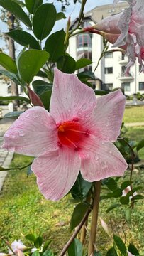 Pink mandevilla flower with water drops on green outdoor background