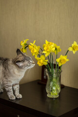 cat and flowers © Zoia