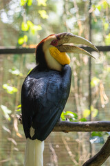 Wreathed Hornbill perched on a wooden branch © Rio