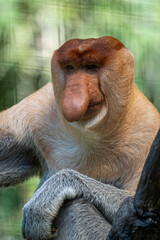 Close-up portrait of a male proboscis monkey © Rio