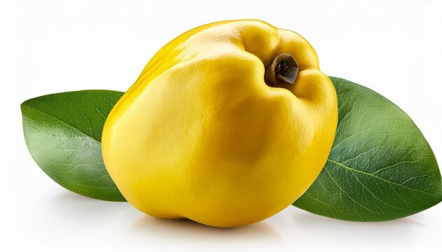 yellow quince fruit fruit isolated on a white background eps