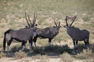 Gemsbokke watching the lioness © Koos