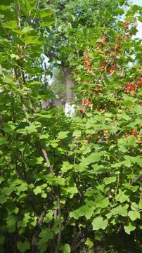 A redcurrant bush with ripe berries is ripening in the garden. Ripe redcurrant berries on the branches on a sunny summer day