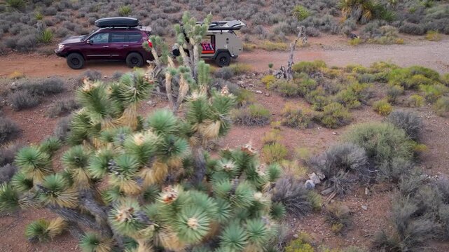 A woman travels in an SUV pulling a teardrop camper trailer through the Mojave National Preserve with Joshua trees at sunrise.
