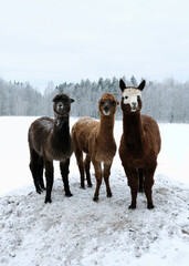 Fototapeta premium Three cute alpacas standing in a row on snowy farm looking at camera, winter countryside in Finland