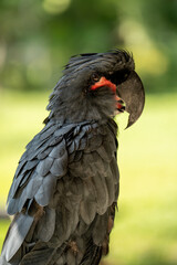black palm cockatoo in close-up © Rio