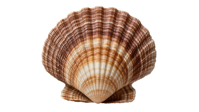 Brown and white striped scallop shell, isolated on transparent background