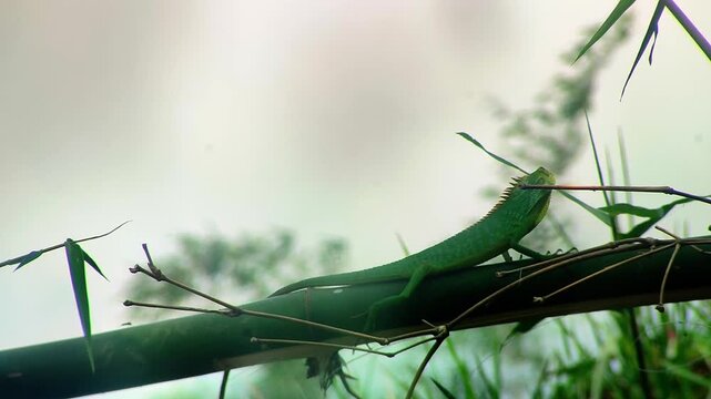 Green garden lizard resting on a bamboo branch in nature wildlife scene