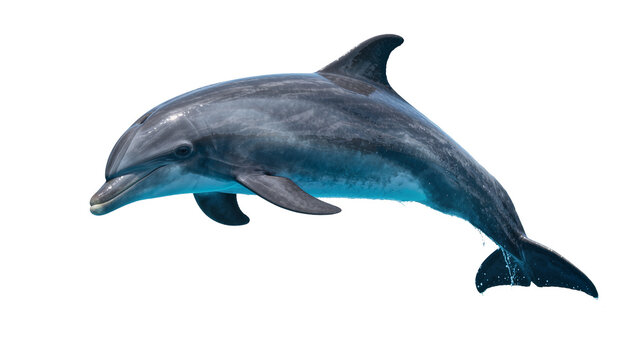 Gray dolphin with blue undertones leaping from water, isolated on transparent background