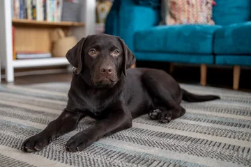 Cute chocolate Labrador Retriever lying on a rug in a cozy modern living room. Adorable Family Pet Portrait © dechevm