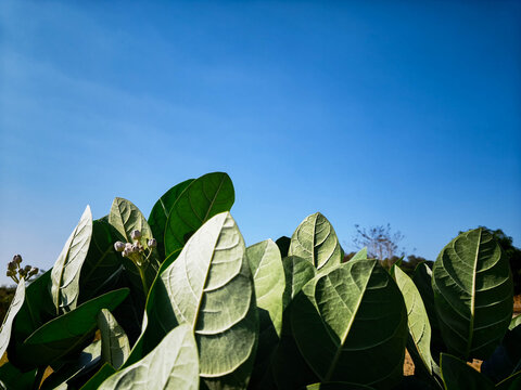 Giant calotropis gigantea green leaves with young flower buds under a clear blue sky.