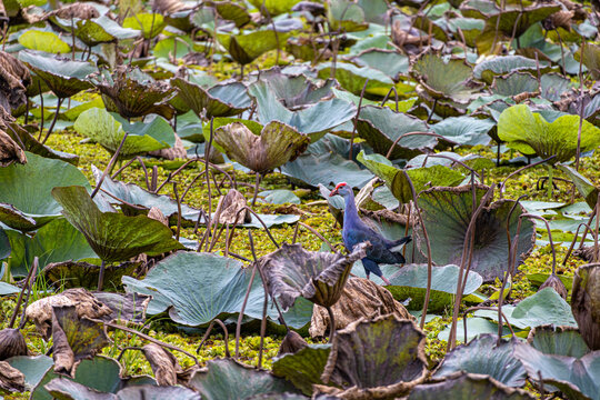 Grey-headed swamphen (Porphyrio poliocephalus) amidst white lotus plants