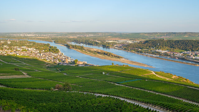 Vineyards and Rhine River at Low Water Near R&uuml;desheim am Rhein, Germany
