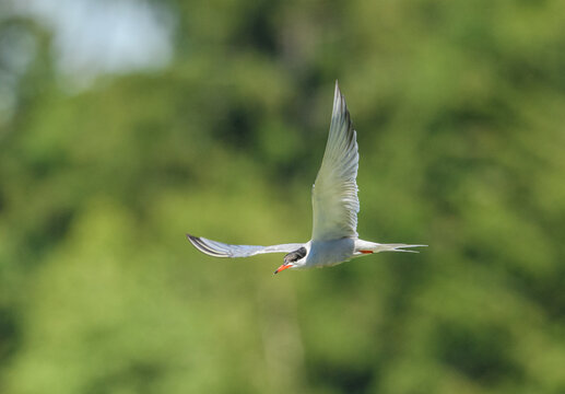 common tern (Sterna hirundo) in flight