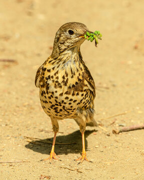 song thrush (Turdus philomelos) with worms in beak