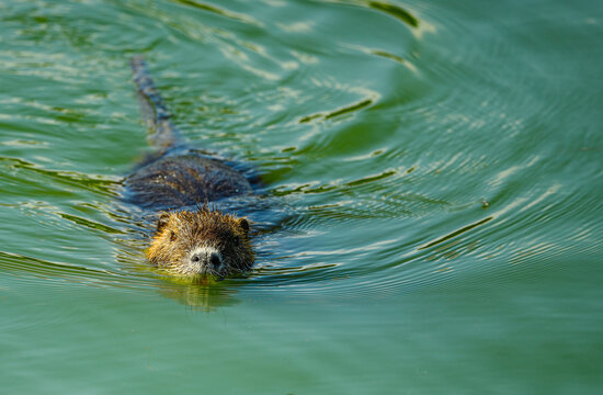 nutria or coypu (Myocastor coypus) swimming in water