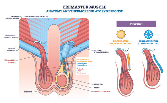 Cremaster muscle thermoregulatory reflex shown, cremaster muscle, testis, scrotum, demonstrating cold contraction and warm relaxation that position testes for temperature control,