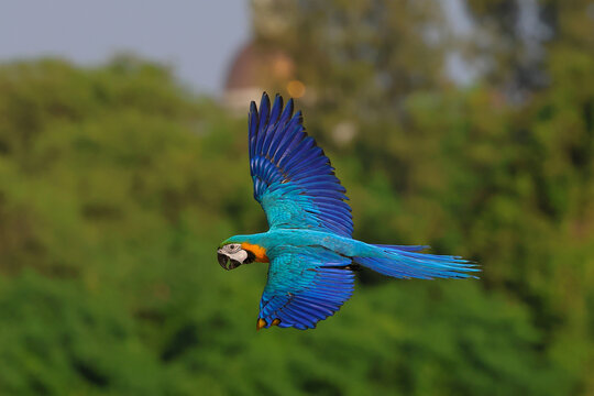 Beautiful Blue and Gold Macaw Spread your wings and fly in the forest.