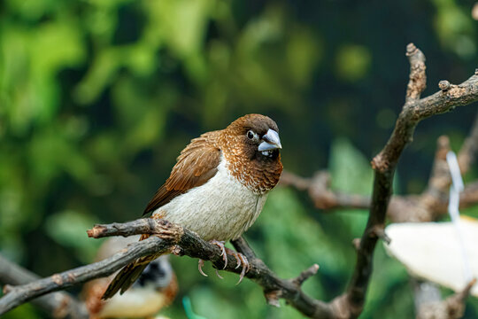 Small society finch bird sitting on dry branch in natural green background