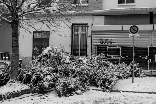 sapins abandonn&eacute;s apr&egrave;s les f&ecirc;tes, sous la neige.
