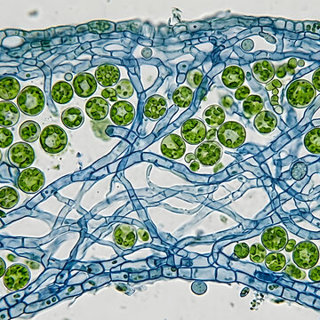 AI generated lichen microscopic detail illustration plant ecology green cells organism
