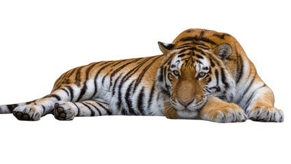 Obraz premium Majestic tiger resting on the ground, isolated on transparent background