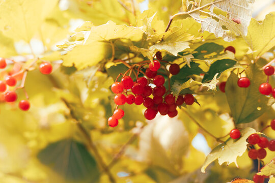 Clusters of ripe red guelder rose berries glow in warm sunlight among golden yellow leaves, creating a vivid seasonal nature background.