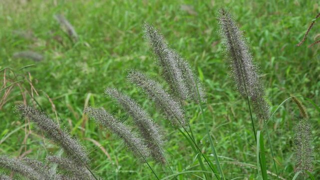 水滴のついたチカラシバ（環境音あり）