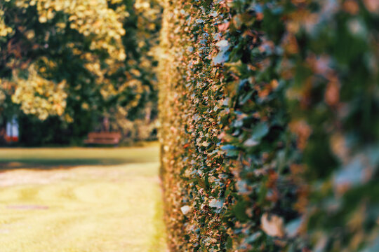 Selective focus view along a neatly trimmed hedge receding through a quiet sunlit park with warm autumn trees and grass.
