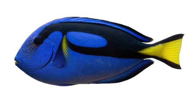Vibrant blue tang fish with black and yellow markings, isolated on transparent background
