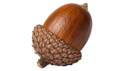 Single brown acorn with textured cap, isolated on transparent background © Maria