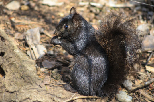 Black Squirrel Eating on the Forest Floor with Bushy Tail