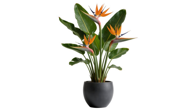 Strelitzia reginae bird of paradise plant in dark pot, isolated on transparent background