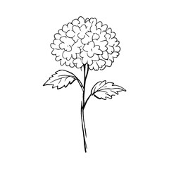Obraz premium PNG Minimalist floral line art illustration.