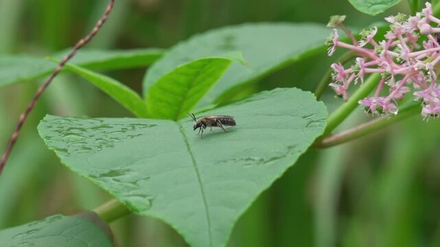 葉の上で休む蜂（環境音あり）