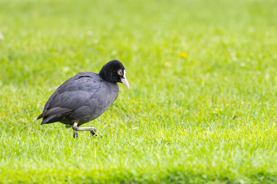 One-eyed Eurasian coot (Fulica atra) surviving with a damaged eye, possibly caused by injury or disease, walking on green grass in spring