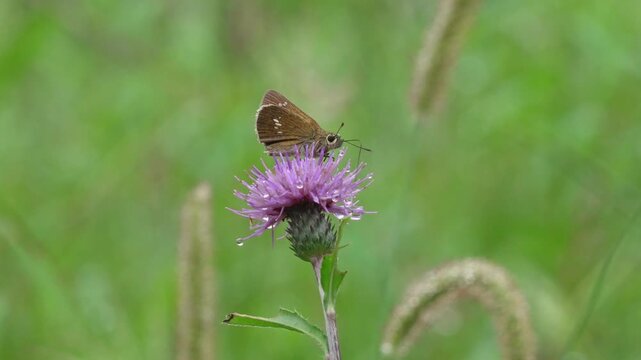 アザミの蜜を吸うセセリチョウ（環境音あり）